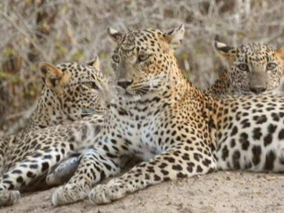 Leopard Spotting Camp - Yala
