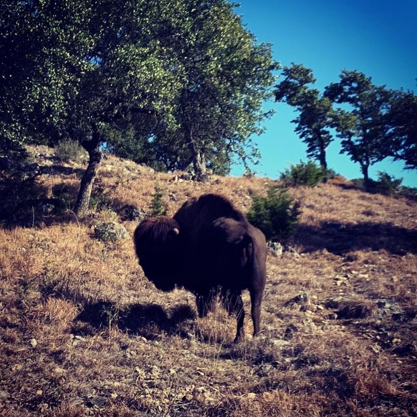 7 Canyons Ranch Tree House