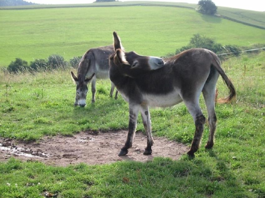 Haus 2 - Typ C (kombiniert)