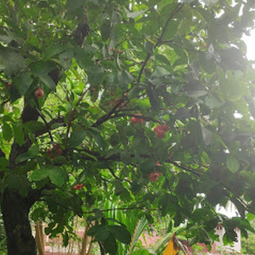 Kunnampath Heritage Nalukettu