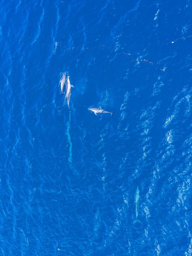 Turtle Bay Beach Club