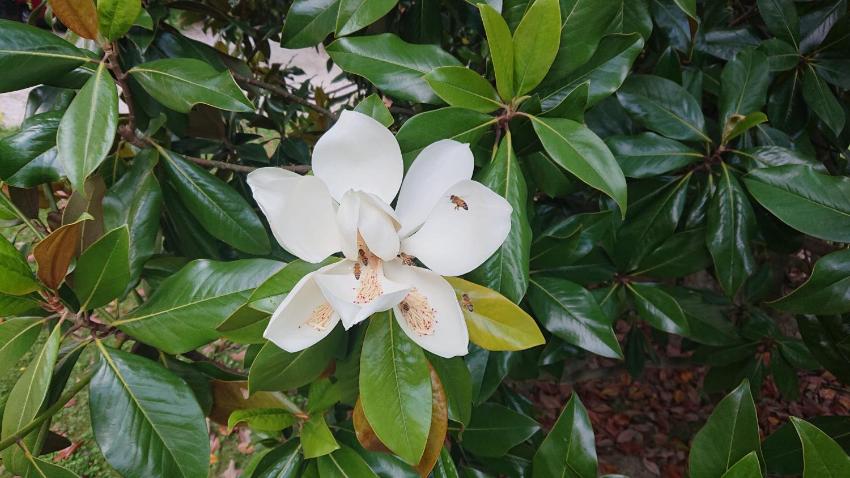 Corte livia Room & Breakfast