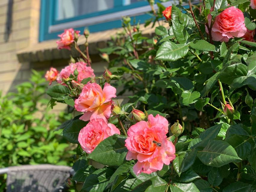 Ferienhaus Lollfuß in der Schleswiger Altstadt