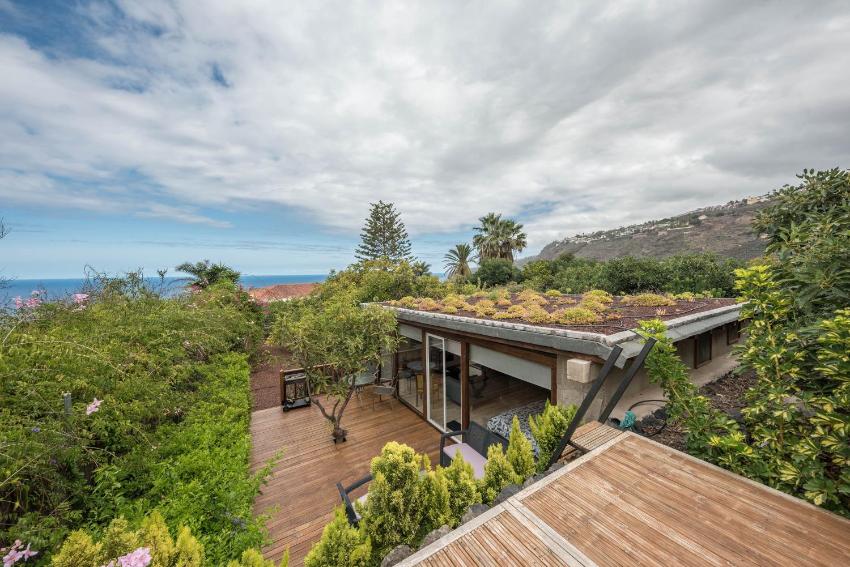 Cottage Strelitzia among Avocados