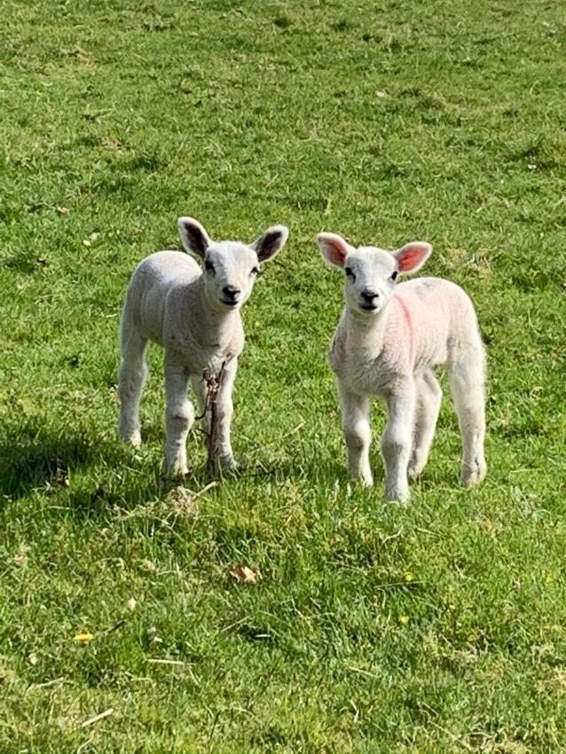 Mere Lodge Bed & Breakfast