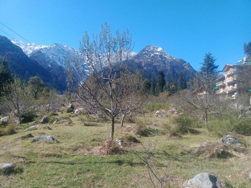 Solang Valley Camp