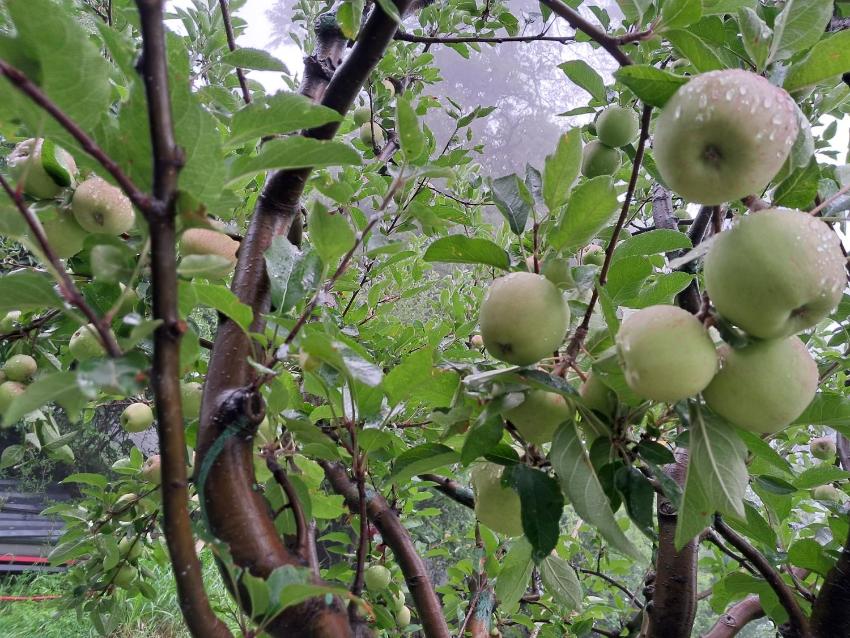 Paradise camping-Apple orchid