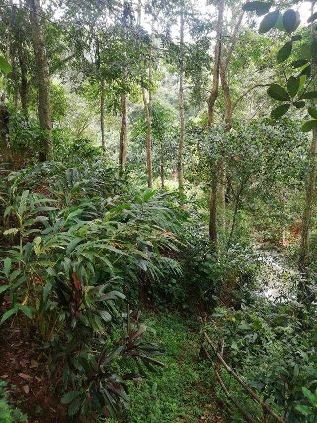 Caradamam village villas