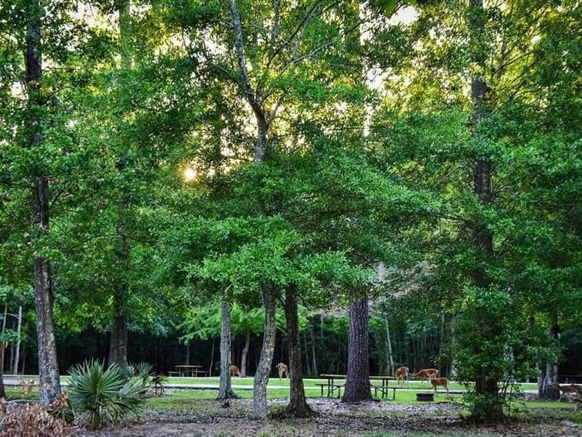 Tentrr State Park Site - Louisiana Fontainebleau State Park - Pond View F - Single Camp