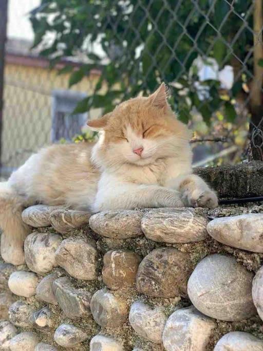 2 storey villa in the heart of Shkodra