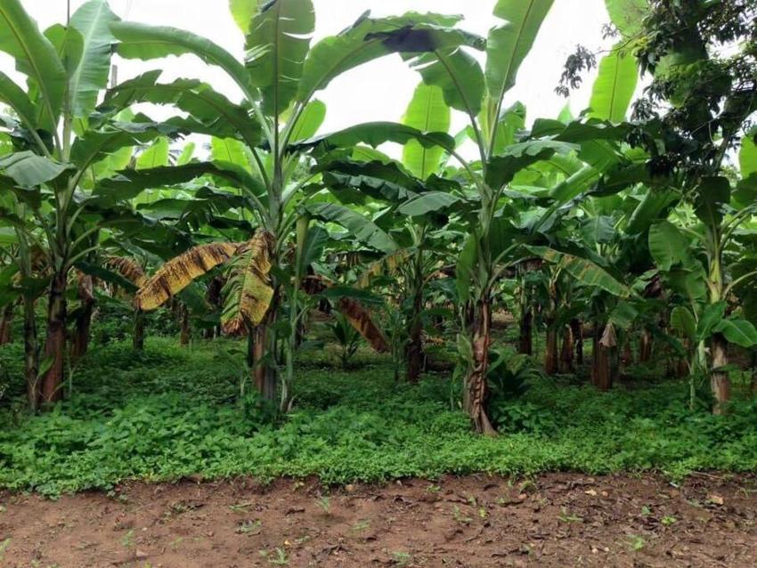 Temple's Calm Cabins
