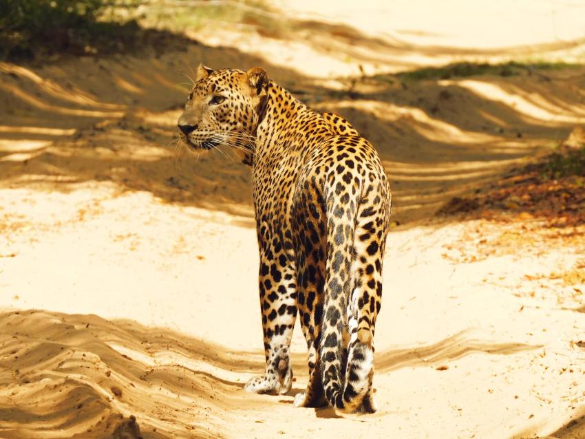 Leopard Cross Safary Tours Wilpattu - From SapphirBase