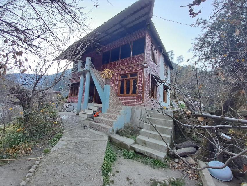 Paradise camping Apple orchid