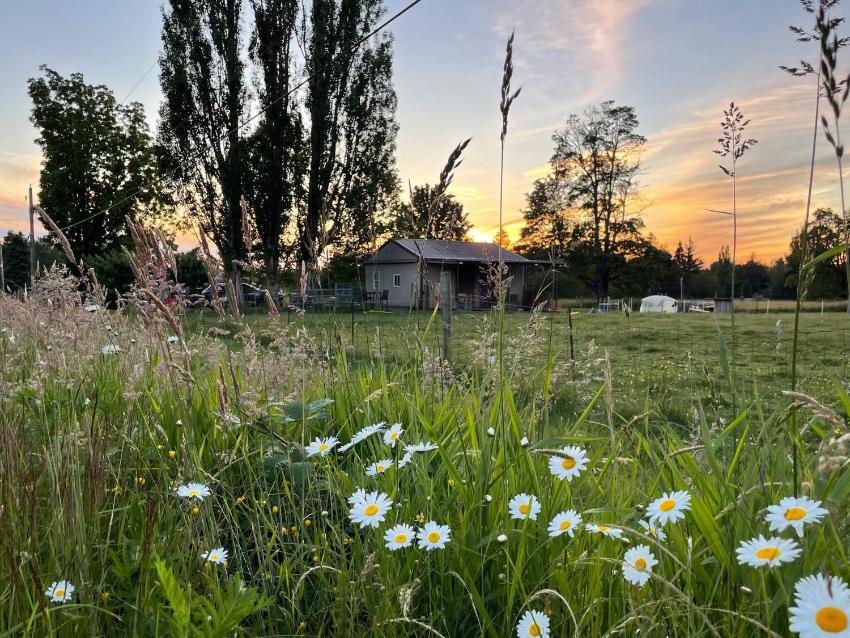 Goat Cottage Farms babies Coming Soon