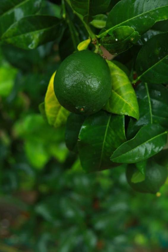 Coffeeisland heritage farm villas