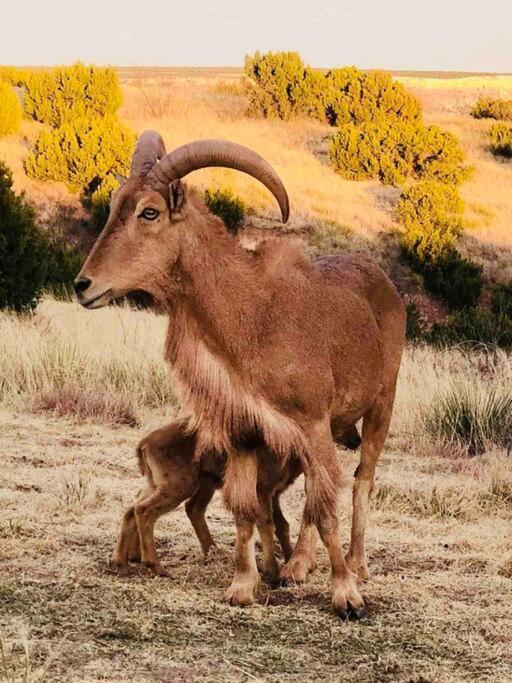 The Hideout at Palo Duro Canyon - Buffalo Lodge