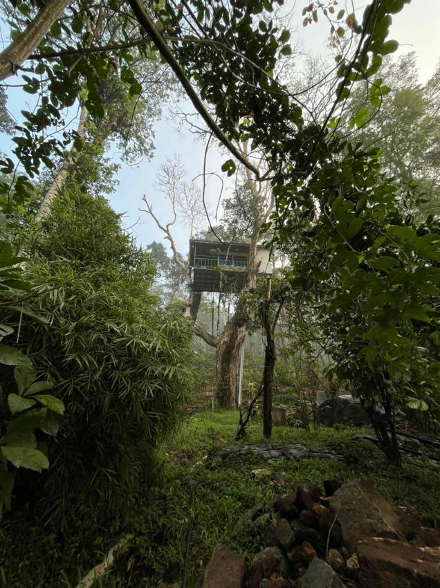 Silver Trees Tree House