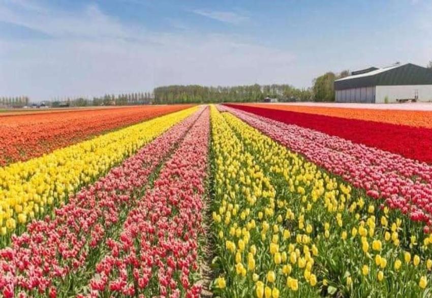 The Heritage Group Of Houseboats