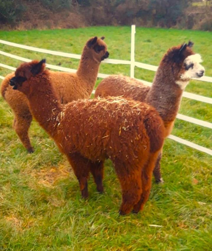 Ffos Wilkin Glamping