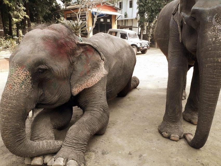 Safari Wildlife Lodge And Camp