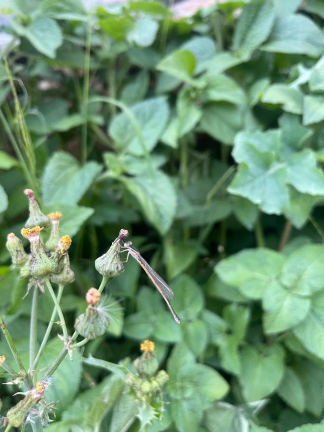 Lâm Bích Homestay & Coffee