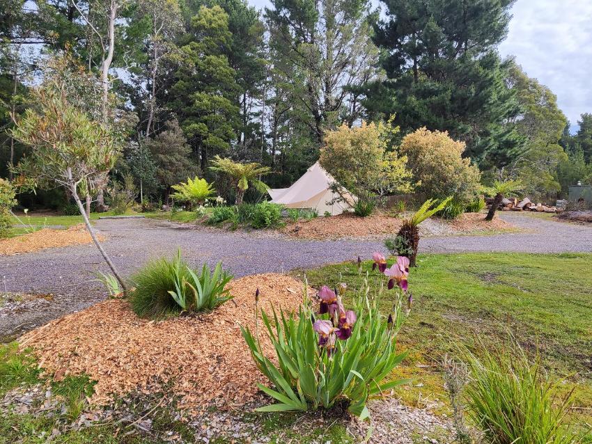 Glamping at Zeehan Bush Camp