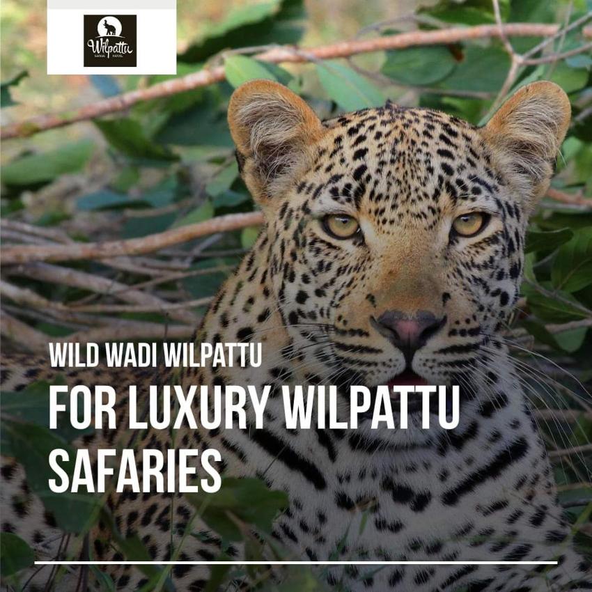 Wild Wadi Wilpattu