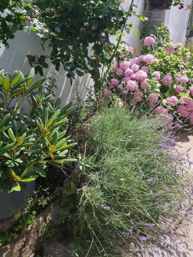 Ohrid Center Galerie House