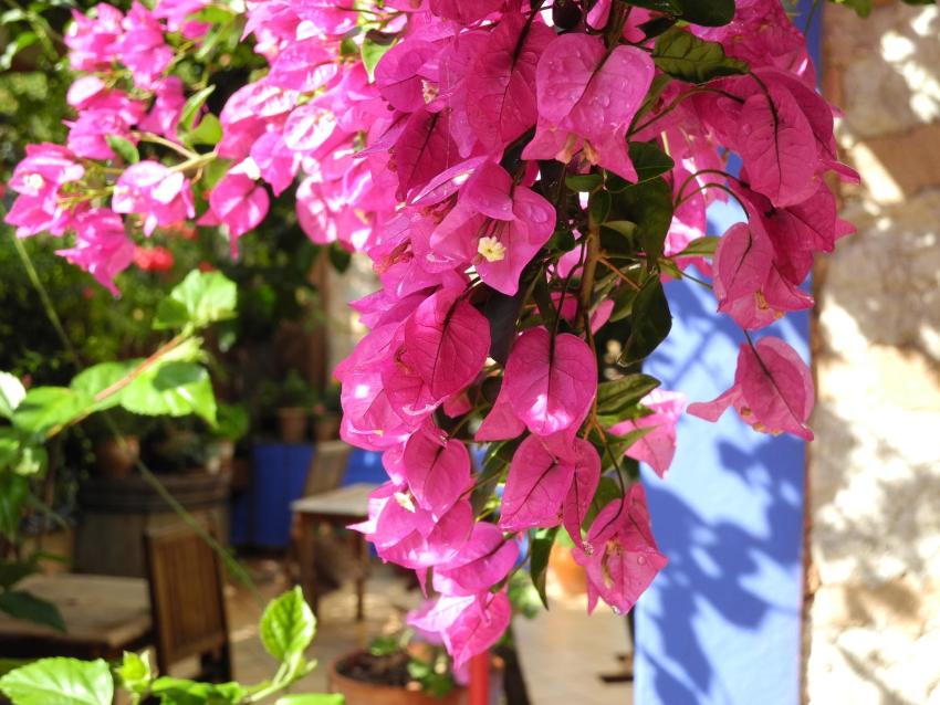 Casa Bougainvillea