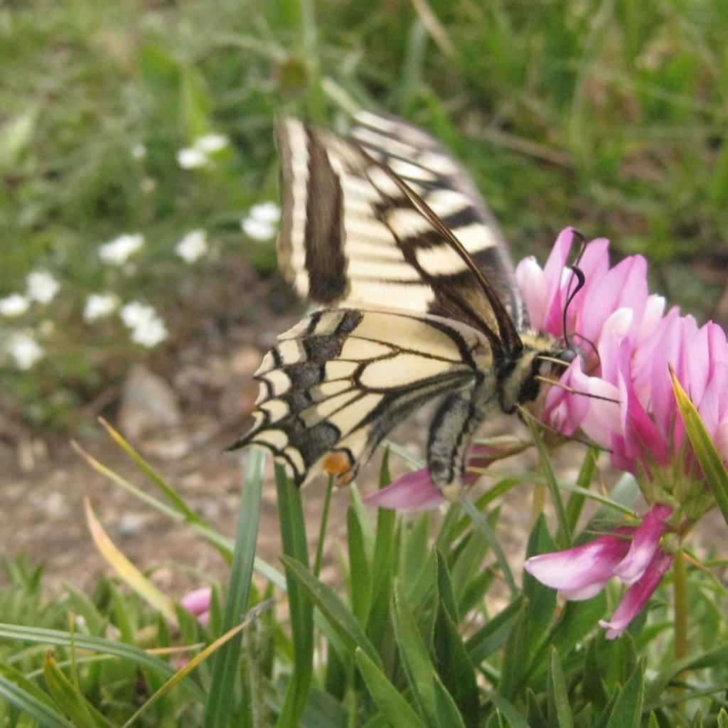 B&B Gottardo – Bild