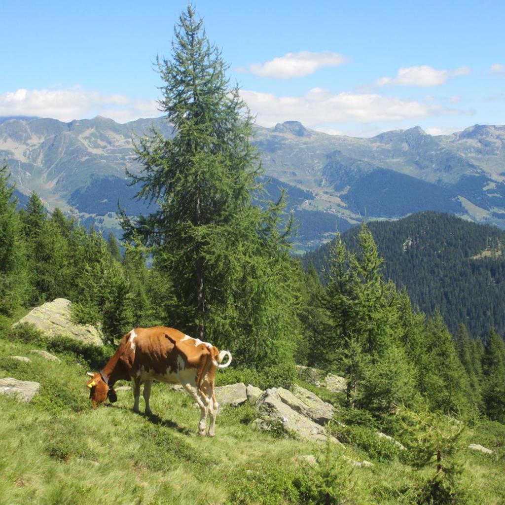 B&B Gottardo – Bild