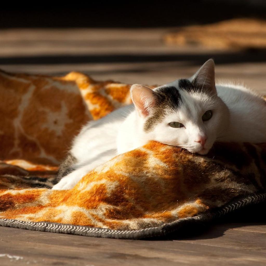 Charming B&B and Osteria La Crisalide – Bild