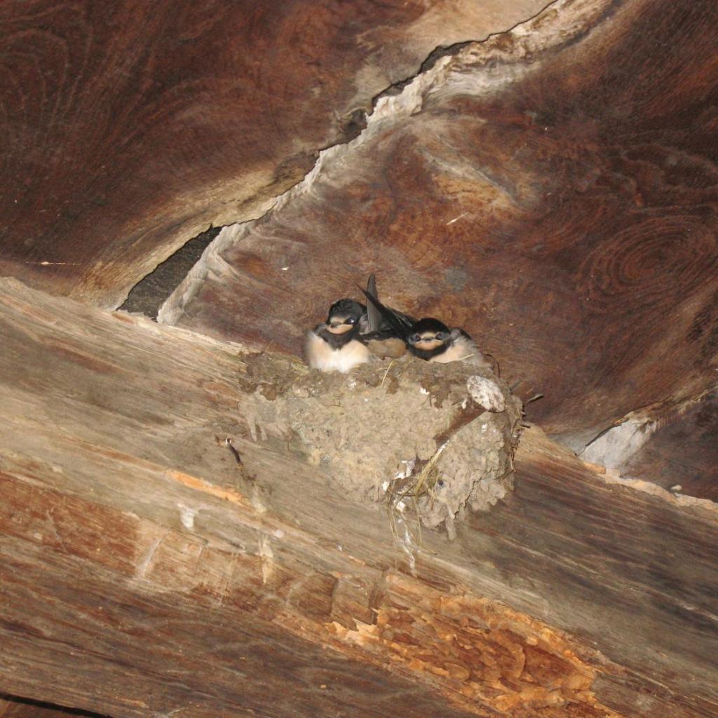 Charming B&B and Osteria La Crisalide – Bild