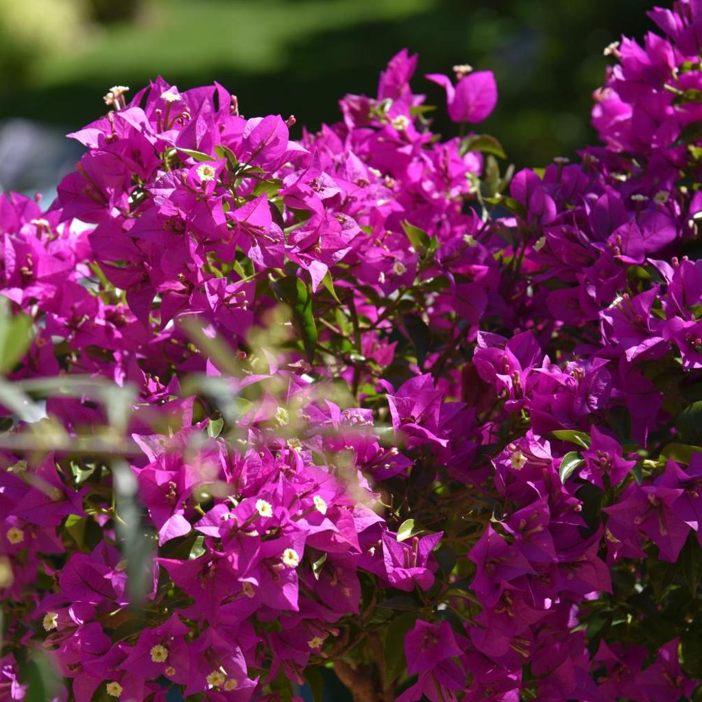 Chez Marianne "chambres d'hôtes" – image