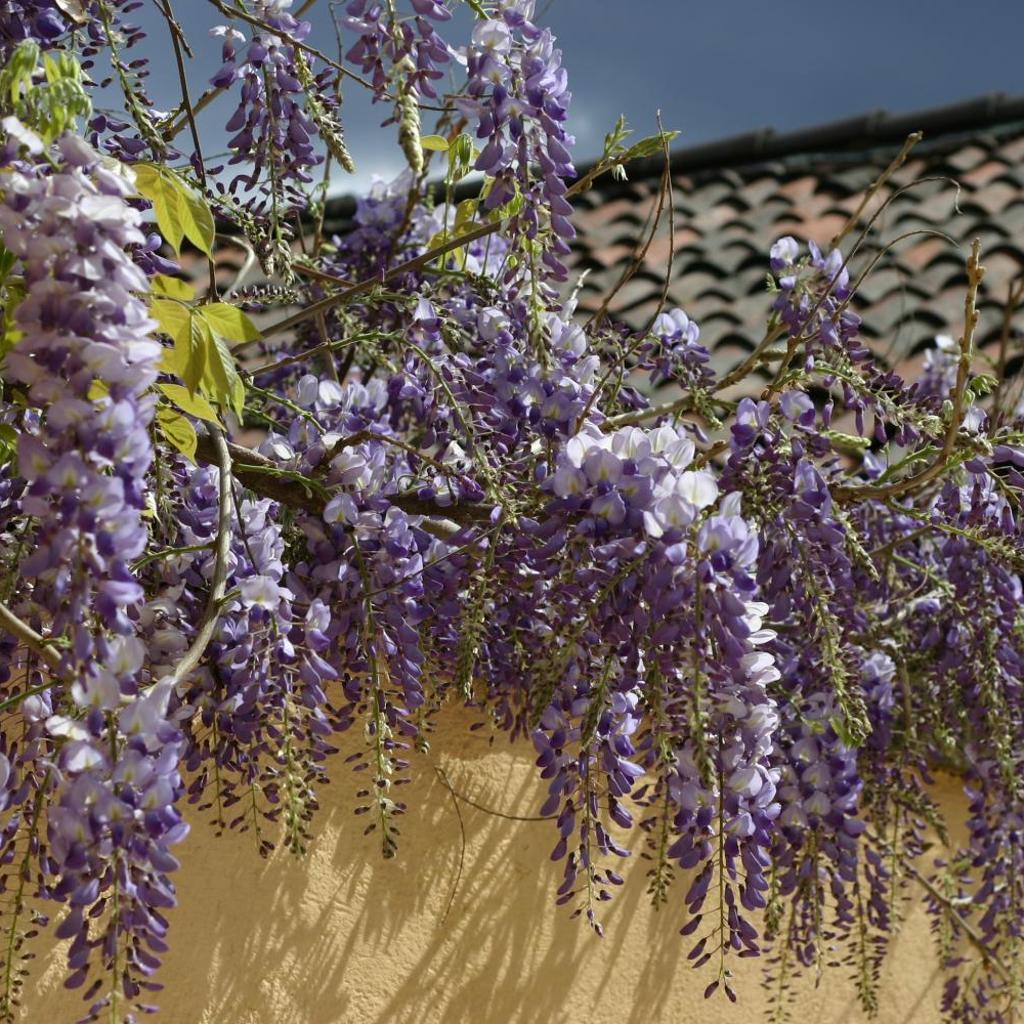 Chez Marianne "chambres d'hôtes" – image