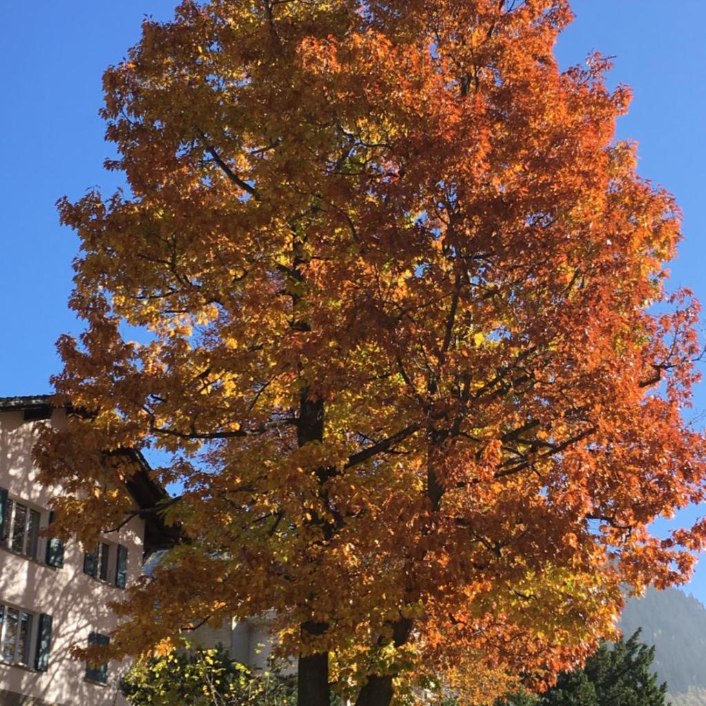 B&B Gottardo – Bild