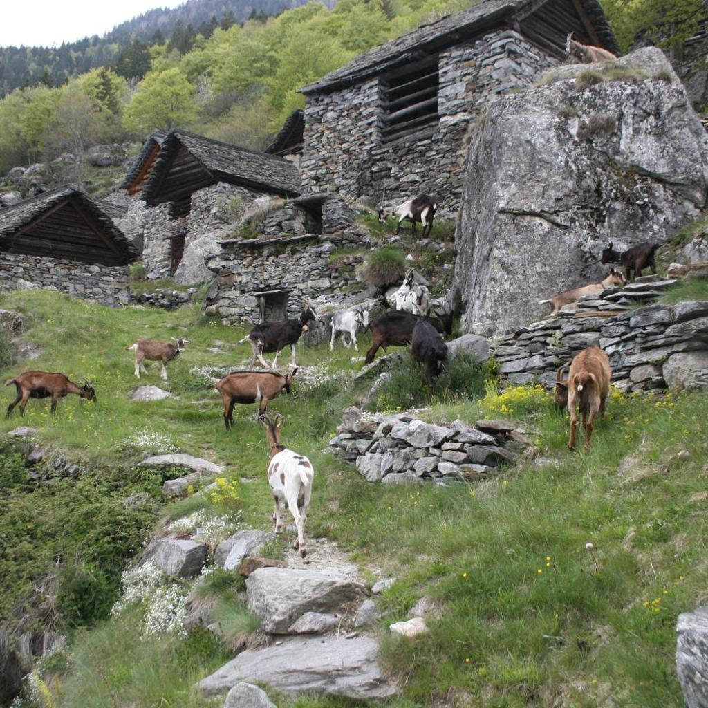 Image 85 - Agri Scinghiöra