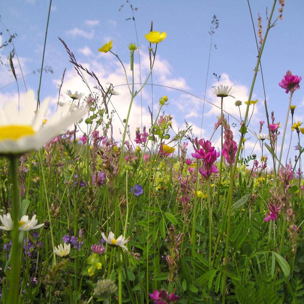 Arche de Noé B&B – Bild