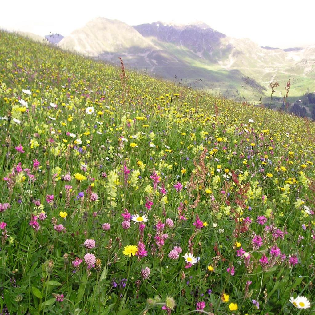 Arche de Noé B&B – Bild