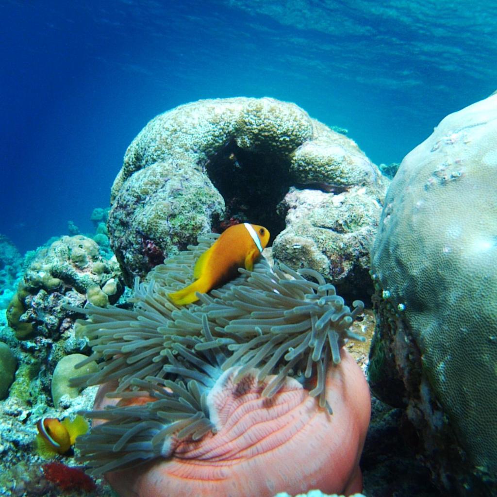 Shifa Lodge Maldives, photo 4