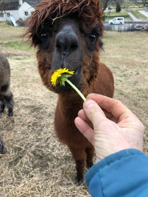 BnB Cà di sciavatin – Bild