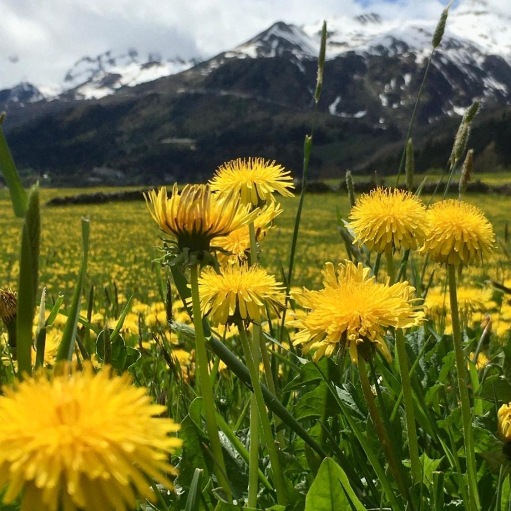 B&B Gottardo – Bild