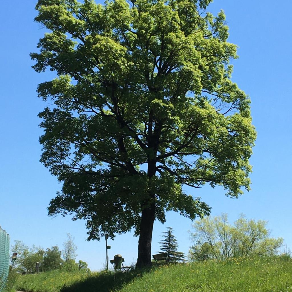 Ca' di Pincia – Bild