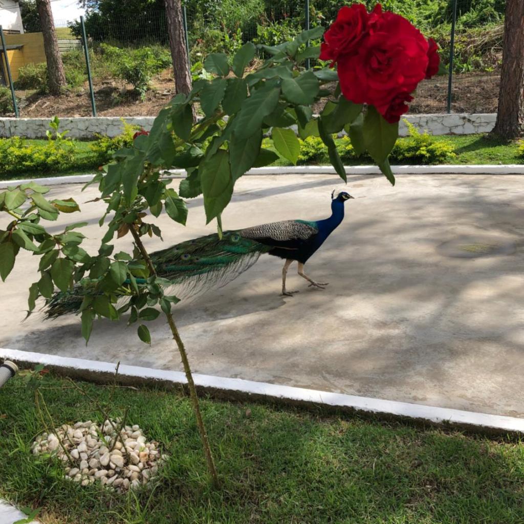 Hotel Roni — foto 3