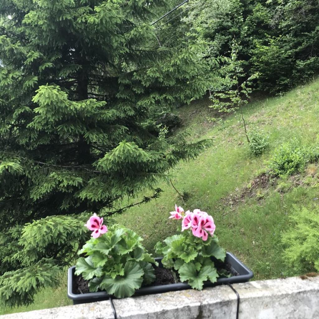 Genzianella – Bild