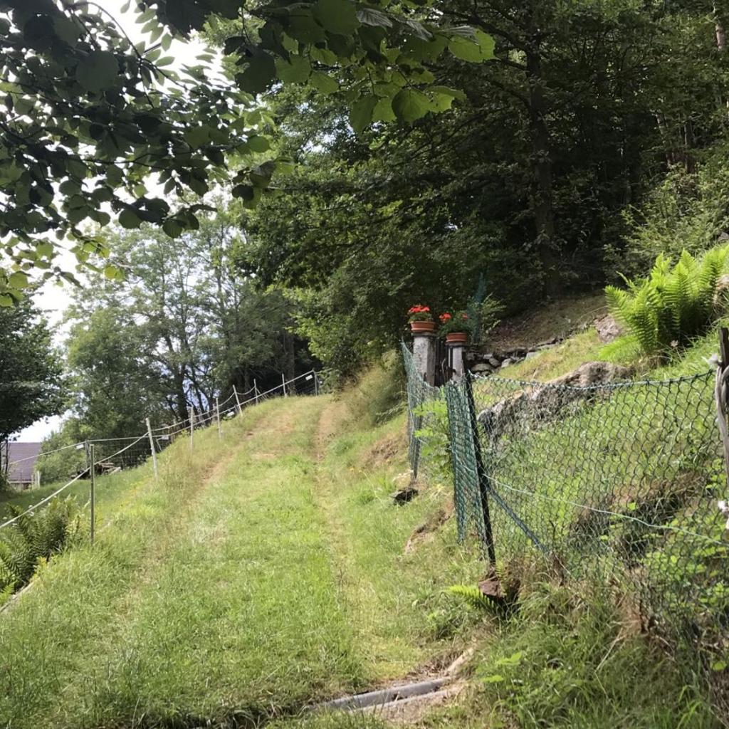 Genzianella – Bild