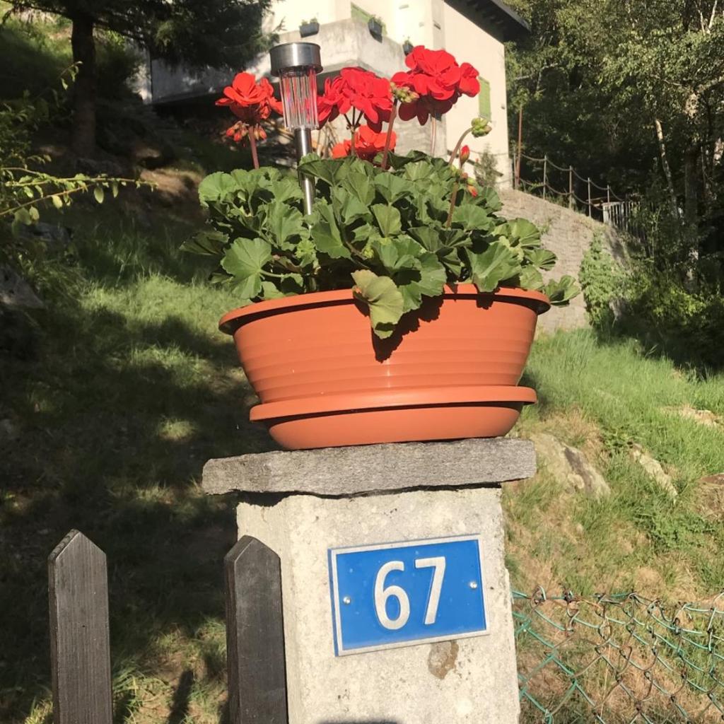 Genzianella – Bild