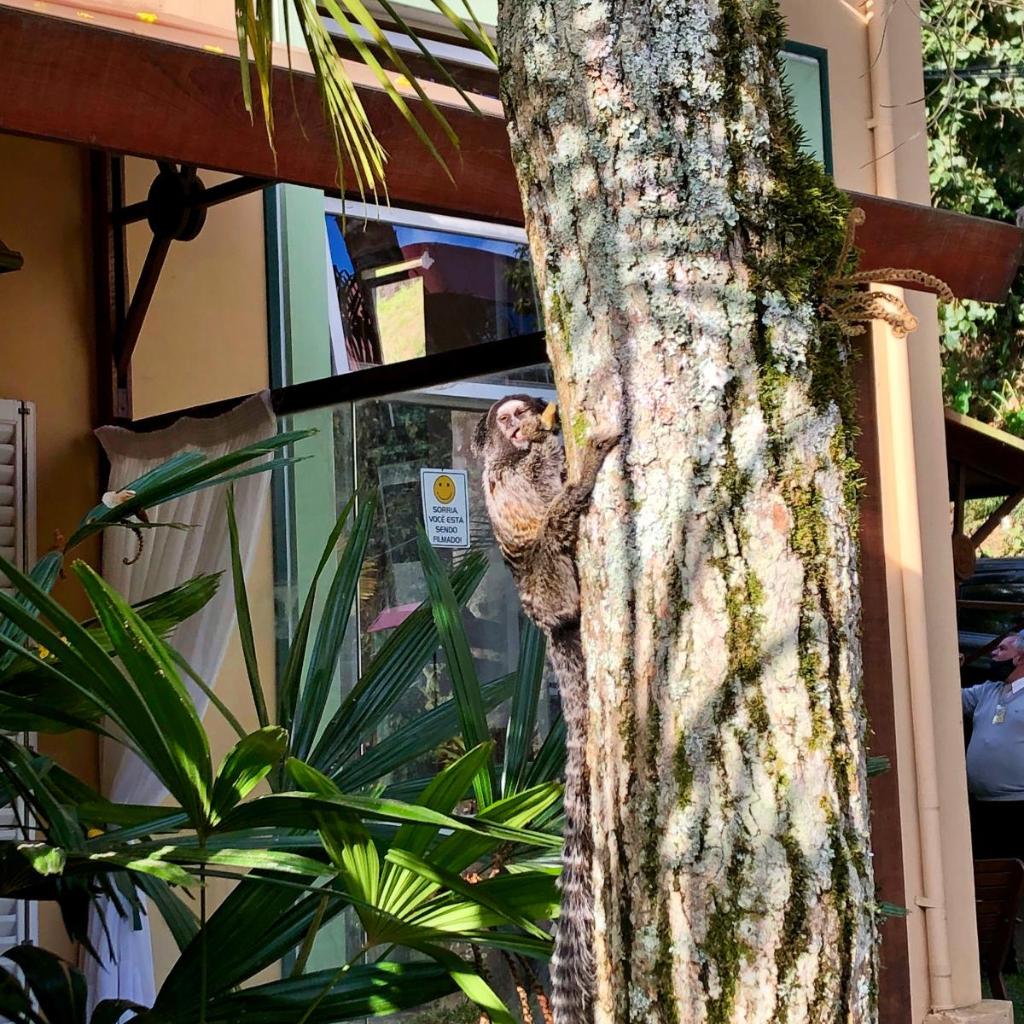 Pousada Pataca de prata - Pousada de Época — foto 9