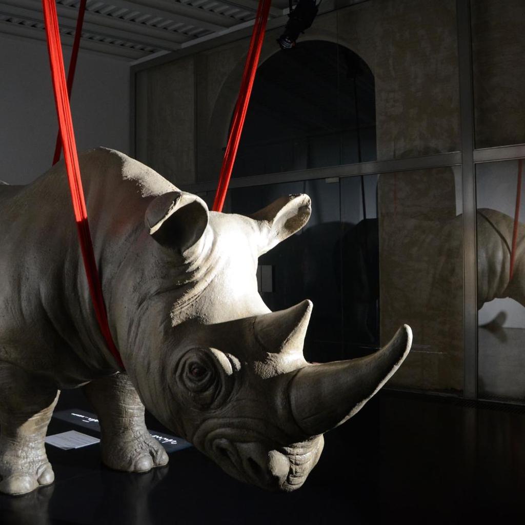 Rhinoceros — 