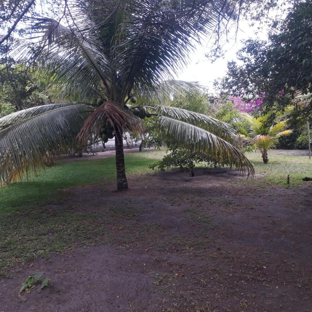 Refúgio das bouganvillea — foto 10